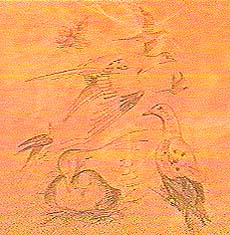 image/sketch of pigeon