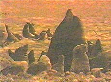 image/island of seal